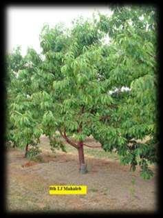 Mahaleb Prunus mahaleb More sensitive to wet soils Better for calcareous soils More cold hardy