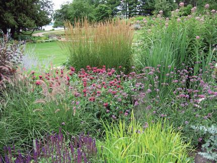 ALTERNATIVES TO LAWNS Options Native plantings/meadow plantings/wildflowers Take portion out of lawn and create