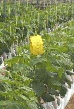 METHOD 1: Yellow Sticky Traps Or Cards Sticky traps are useful as a way of keeping an eye on flying pests like thrips, whitefly and aphids.