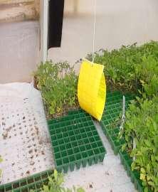 Yellow traps attract thrips, whitefly and aphids.