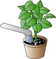 Transferring from soil Plants that are already established in soil can also be moved to HydroCulture.