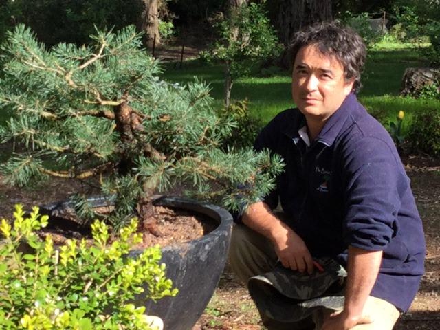 The Story of my Scots Pine Alex has been maintaining and looking after my Scots Pine after my Successful bitt at the Auction in 2013 during the AABC Convention in Canberra the tree was styled by well