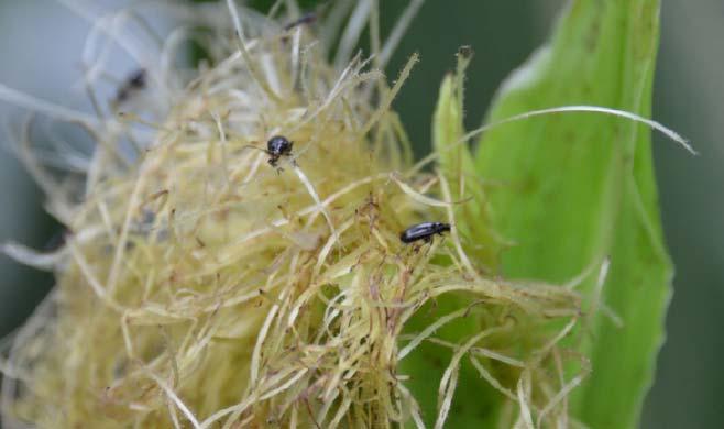 Flea Beetles Red-headed flea beetle Systena frontalis Damage Chew on corn the