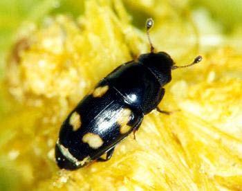 Picnic or Sap Beetles Family Nitidulidae Description Adults: black or brown,