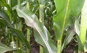 Corn Leaf Aphid Rhopalosiphum maidis Damage: Heavily infested corn leaves may wilt, curl, and show yellow patches.