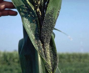There is no conclusive evidence that leaf aphids cause barren stalks, but there is circumstantial evidence that