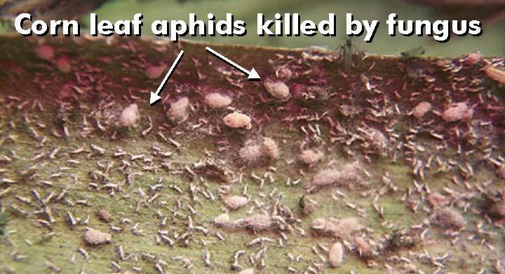 Corn Leaf Aphid Rhopalosiphum maidis Scouting Procedure: Corn leaf aphids are