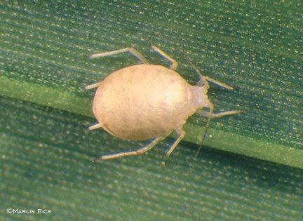 To monitor aphid populations, examine 100 plants (5 sets of 20) for corn leaf