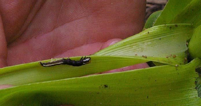 Common Stalk Borer Papaipema nebris Description Moth: wing spread just over