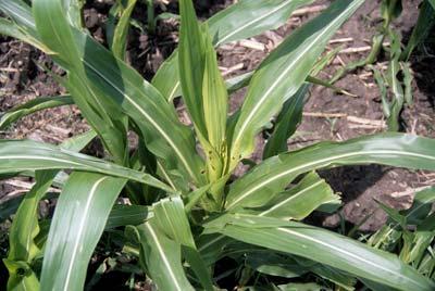 Corn feeding occurs most frequently in rows adjacent to areas that