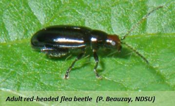 Flea Beetles Corn flea beetle Chaetocnema pulicaria Red-headed flea beetle Systena frontalis Description