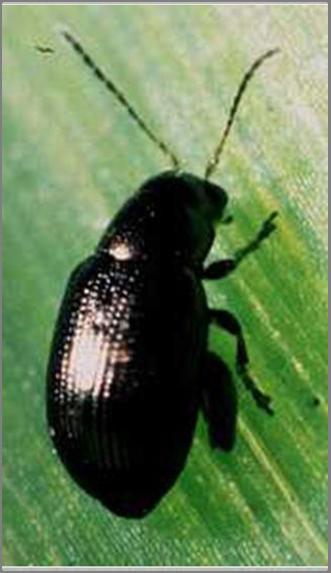 legs. Red-headed flea beetles are shiny black with a reddish head are about 1/8 to 1/4- inch long.