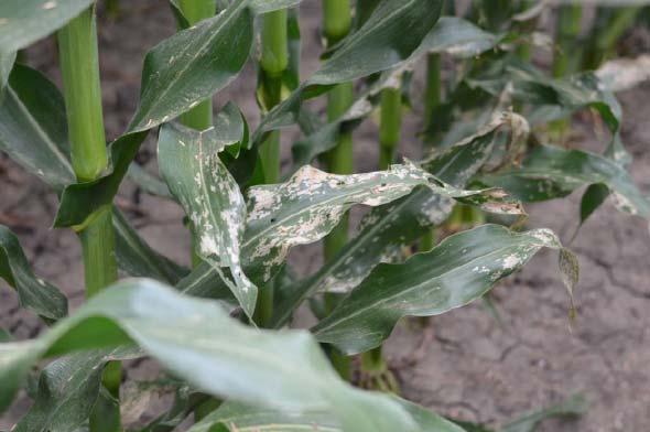 Flea Beetles Corn flea beetle Chaetocnema pulicaria Damage Chew on corn the leaf, usually parallel to the veins.