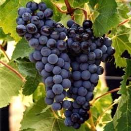 Grapes are fruitful on one year old wood, so the next year select two one-year-old canes to become the