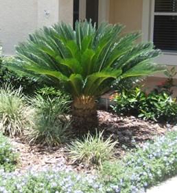 Fan palms have windmill shaped leaves, and feather palms have feather shaped leaves. There are some palms that are considered cold hardy in this area, but it s never guaranteed.