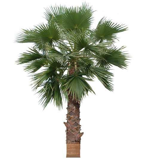 California Fan Palm There are usually microclimates in a home landscape that can keep temperatures a few degrees warmer, such as placing it against the home on the south facing side, and protecting