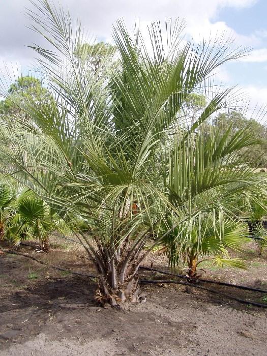 Another consideration to think about if buying a palm tree, remember that every year, old leaves will have to be removed.