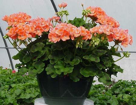Basket) *Grower s Choice Color* See