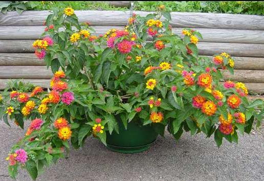 LANTANA Full Sun (10 Hanging Basket) *Grower s Choice Color* See order form for available colors.