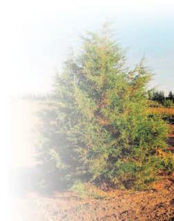Plant Choices - Montana Native Shrubs Redosier Dogwood Cornus sericea. Grows 4 to 7 feet tall with a 4- to 6-foot spread.