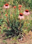Plant Choices - Montana Native Flowers White Yarrow Achillea millefolium. Perennial.