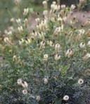 Forests, valleys, and prairie. Blooms July to August. Fuzzytongue Penstemon Penstemon eriantherus. Perennial.