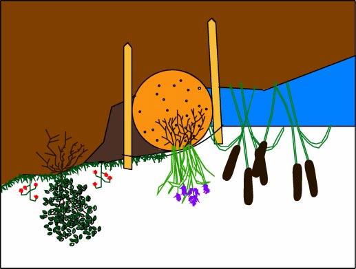 Drawing 3 Cross Section of Coir Roll Existing Soil Lacing Twine Coir Roll Stakes Streambed NOTE: