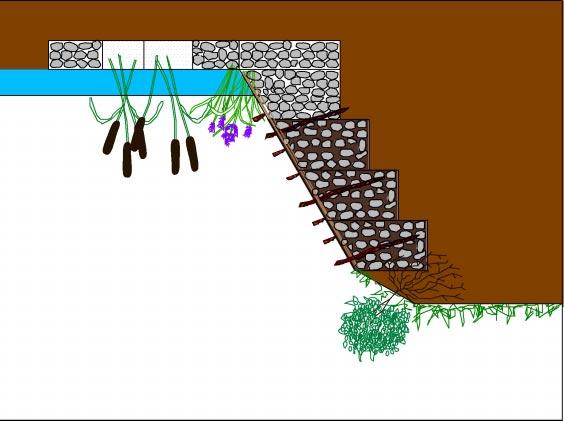 Drawing 8 Cross Section of Green Gabions Emergent Aquatic Plants Coir Roll and Soil Green Gabions Live Cut Branches