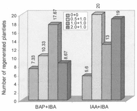 Combined effect of different concentrations of BAP+NAA and BAP+IAA on regenerated plantlets at 60 DAI.