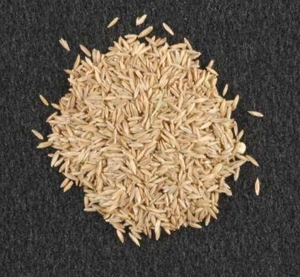500 seeds/gram Kentucky