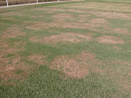 brown patch of tall fescue caused by