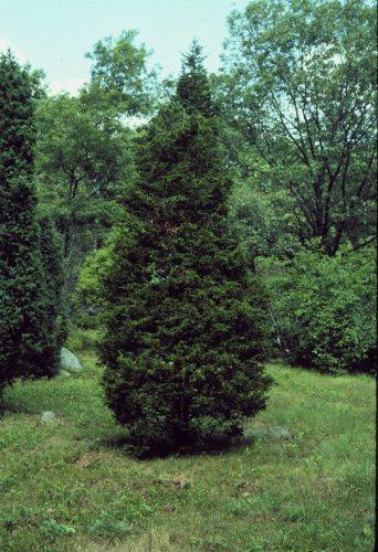 Eastern Red Cedar, Juniperus virginiana Background: The Eastern Red Cedar is a large attractive tree with a moderate rate of growth the plant ranges anywhere from 30-50 feet tall and around 8 feet