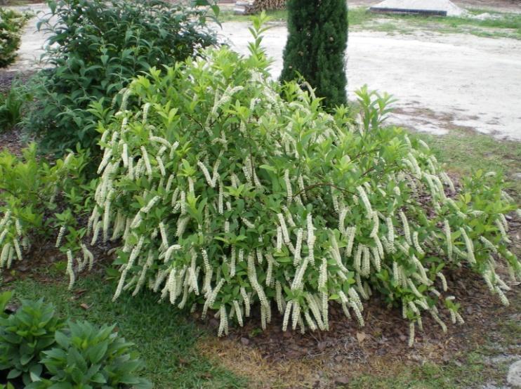Used in wildflower gardens and as the back boarder in others, this plant is a favorite of many gardeners. Culture: Although better grown in wet rich soils this plant has a wide soil tolerance.