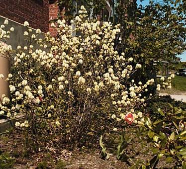 Fothergilla, Fothergilla gardenii Background: This small deciduous shrub grows to about 4 feet tall spreads about 4 feet out.