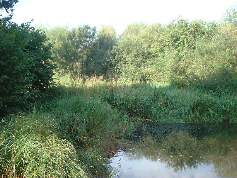 water Wetland