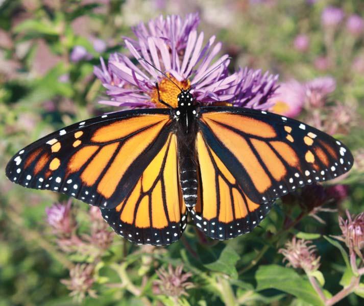 BUTTERFLY GARDENING AT SCHOOL BUTTERFLY GARDENING AT SCHOOL Living Prairie Museum offers a butterfl y gardening program for educators who are interested in butterfl y conservation, and who want to