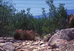 Boulders slow water movement. Naturalized appearance of the channel. Boulders and rock material provide pockets for soil and plant material to become established.