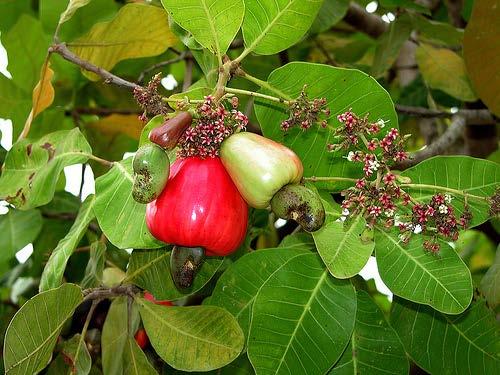 CASHEW (Anacardium occidentale, Anacardiaceae) Cashew is native of south Eastern Brazil, from where it was introduced to Malabar Coast of India in the sixteenth century to cover baren hills and for