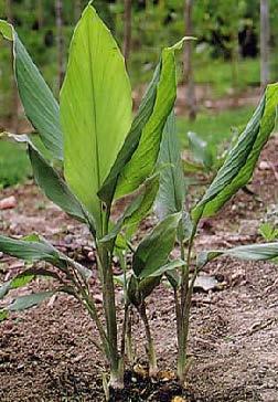 TURMERIC (Curcuma longa, Zingiberaceae) Turmeric is the dried rhizome of Curcuma longa, an herbaceous plant, and native to tropical south East Asia. The rhizome has 1.8 to 5.