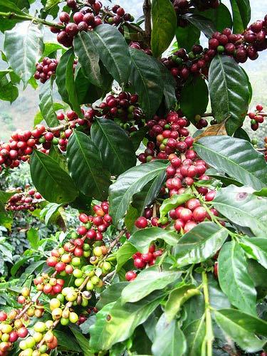 COFFEE (Coffea arabica and C.canephora, Rubiaceae) Coffee, native of Ethiopia, was introduced into India sometime during 1600 AD by a Muslim pilgrim, Baba Budan on the hills near Chikmangalur.