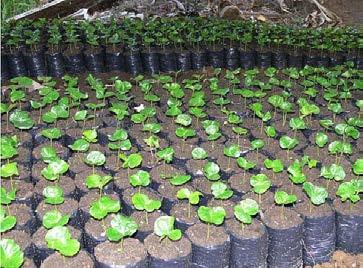 Coffee seedlings are transplanted to polythene bags of 23 cm X 5 cm with 150 gauge thick in February or March when they are at the bottom or topee stage.
