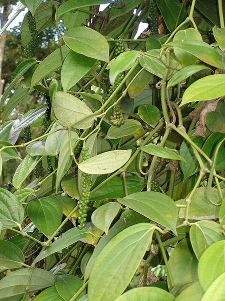 PEPPER (Piper nigrum, Piperaceae) Black pepper, the king of spices, is obtained from the perennial climbing vine, Piper nigrum which is indigenous to the tropical forests of Western Ghats of South