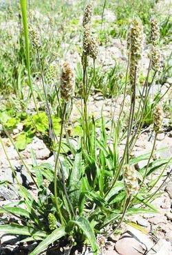 ISUBGOL (Plantago ovata Forsk., Plantaginaceae) Isubgol or Psyllium (Plantago ovata) is important for its seed and husk which have been used in-the indigenous medicine for many countries.