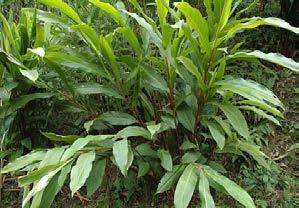 CARD AMOM (Elettaria cardamom, Zingiberaceae) Cardamom, popularly known as Queen of Spices is native to the evergreen rainy forests of Western Ghats in South India.
