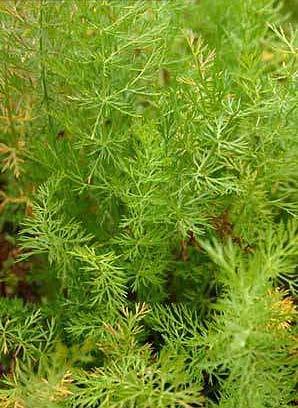 CUMIN (Cuminum cyminum, Apiaceae) Cumin, commonly known as Jeera, (Cuminum cyminum) belongs to Apiaceae family, widely cultivated in Gujarat, Rajasthan and in some parts of Madhya Pradesh and Uttar
