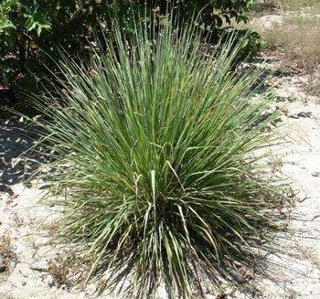 LEMONGRASS (Cymbopogon flexuosus, Poaceae) Lemongrass commonly known as East Indian Lemongrass is a perennial and multicut aromatic grass.