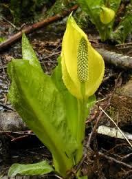 Skunk Cabbage Ever been in the bush and got a whiff of a skunk? What you are actually smelling is Skunk Cabbage!