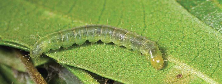 LBAM Larvae Field Identification 5 or 6 larva instars.
