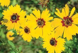 Coreopsis Dicot Duration: Annual Size Class: 1-3 ft.