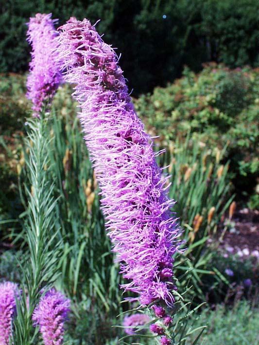 Prairie Blazing Star Scientific Name: Liatris pycnostachya Dicot Blooms: July and August Color: Purple Height: 30 60 inches Light